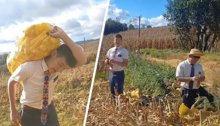 Misioneros ayudan a retirar el maíz en pleno campo y sorprenden a miles
